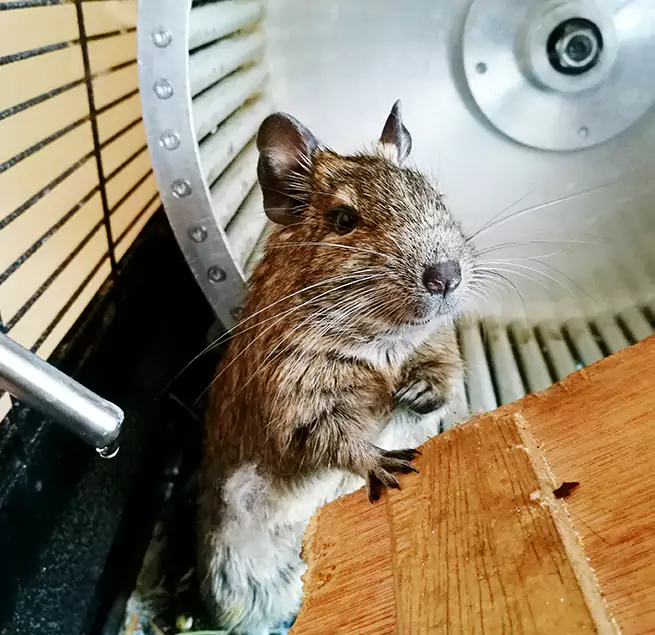 Why Homeowners & Businesses Trust Us Montgomery, IL?